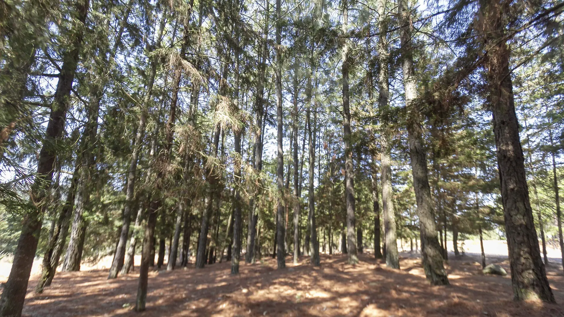 Visitantes quedan impresionados por la belleza del bosque de La Soledad. Foto César Ortiz.